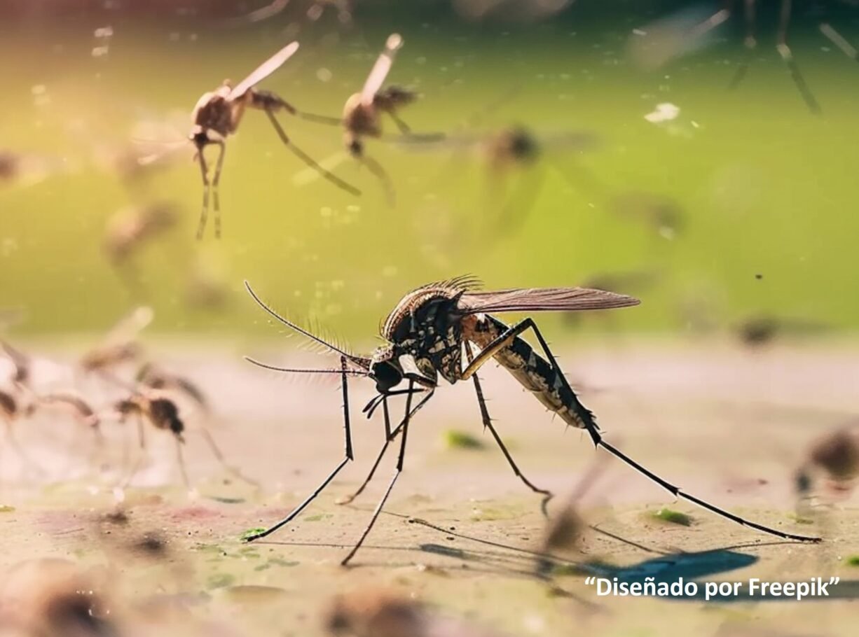 Científica colombiana descubre virus “buenos” en mosquito Aedes aegypti