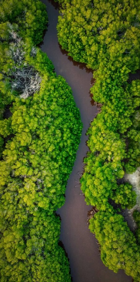 21 de marzo: un llamado urgente a la acción por la salud de nuestros bosques