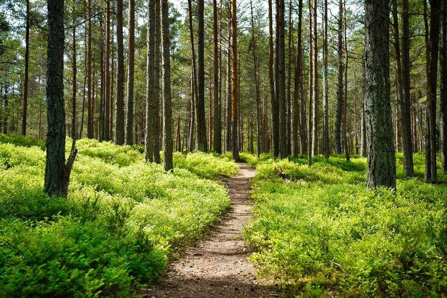 21 de marzo: un llamado urgente a la acción por la salud de nuestros bosques