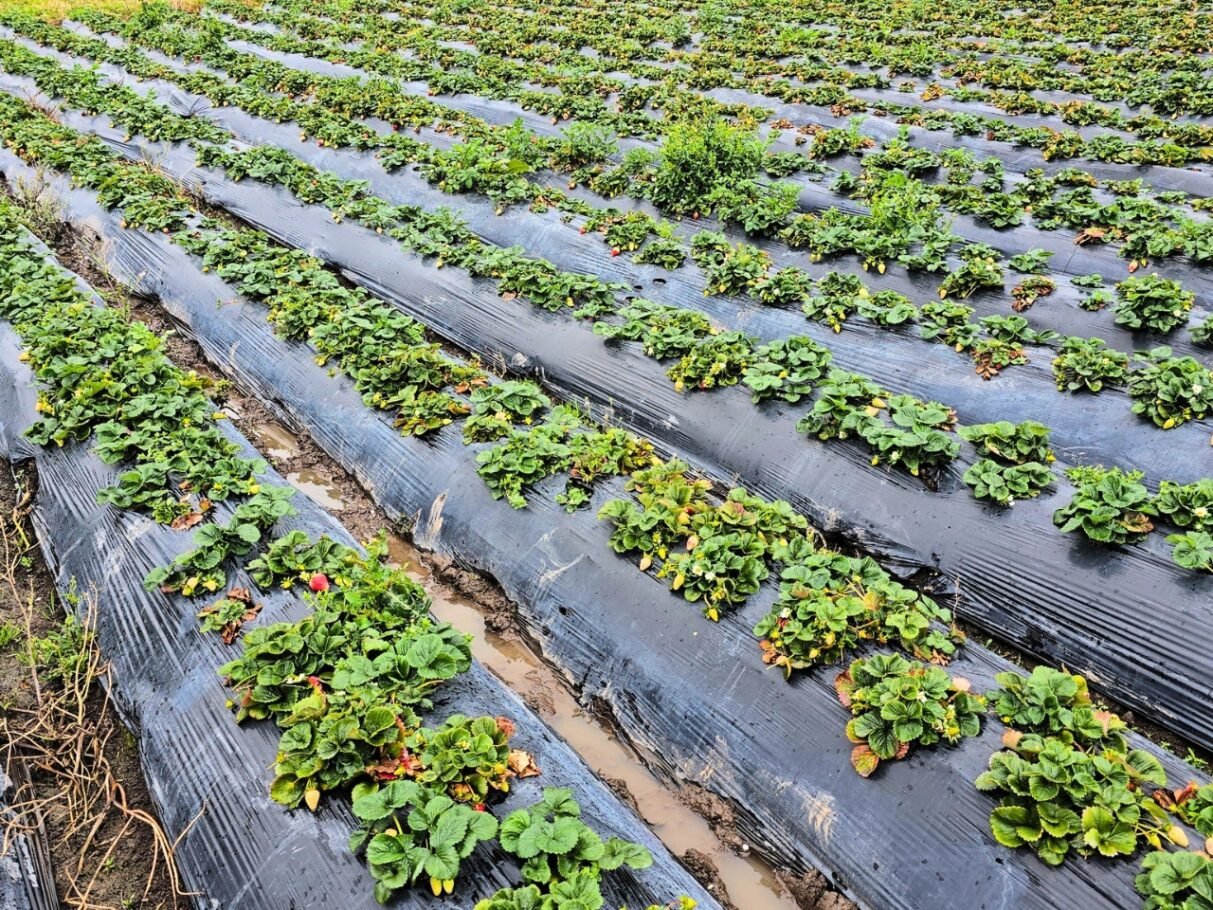 Mujeres rurales: liderazgo que transforma los sistemas agroalimentarios