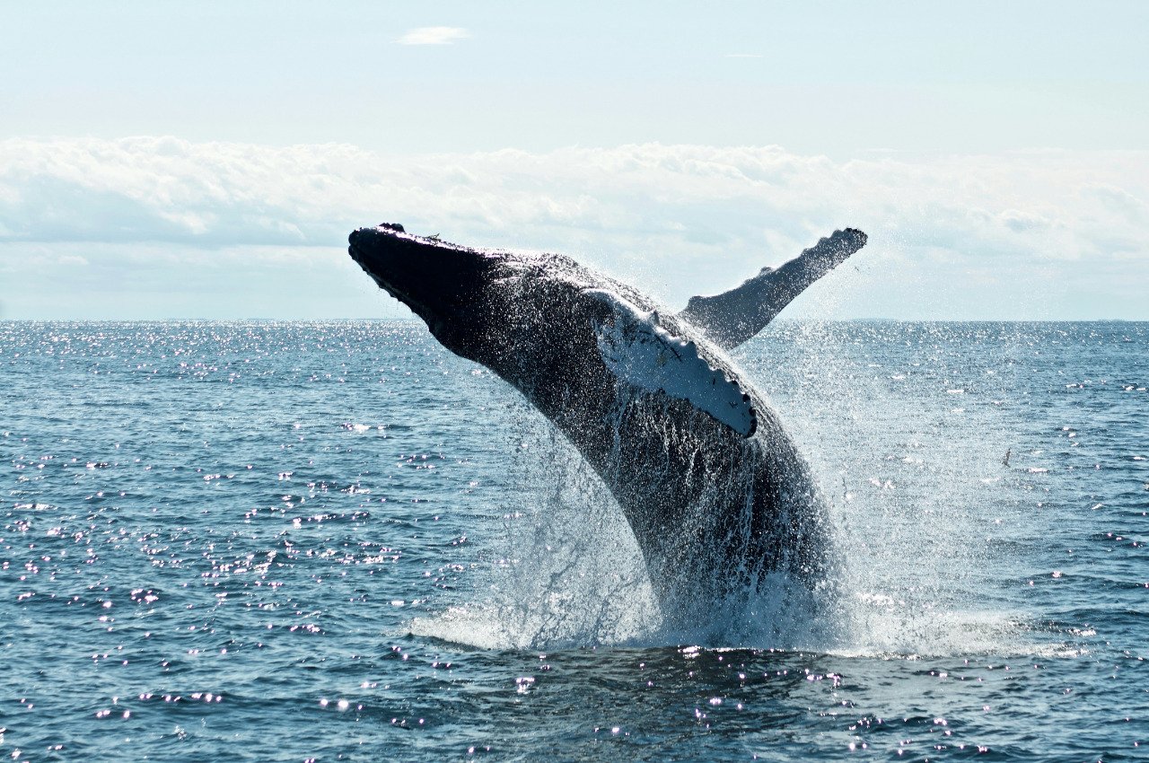 Día Mundial de las Ballenas y los Delfines: piden reforzar su protección