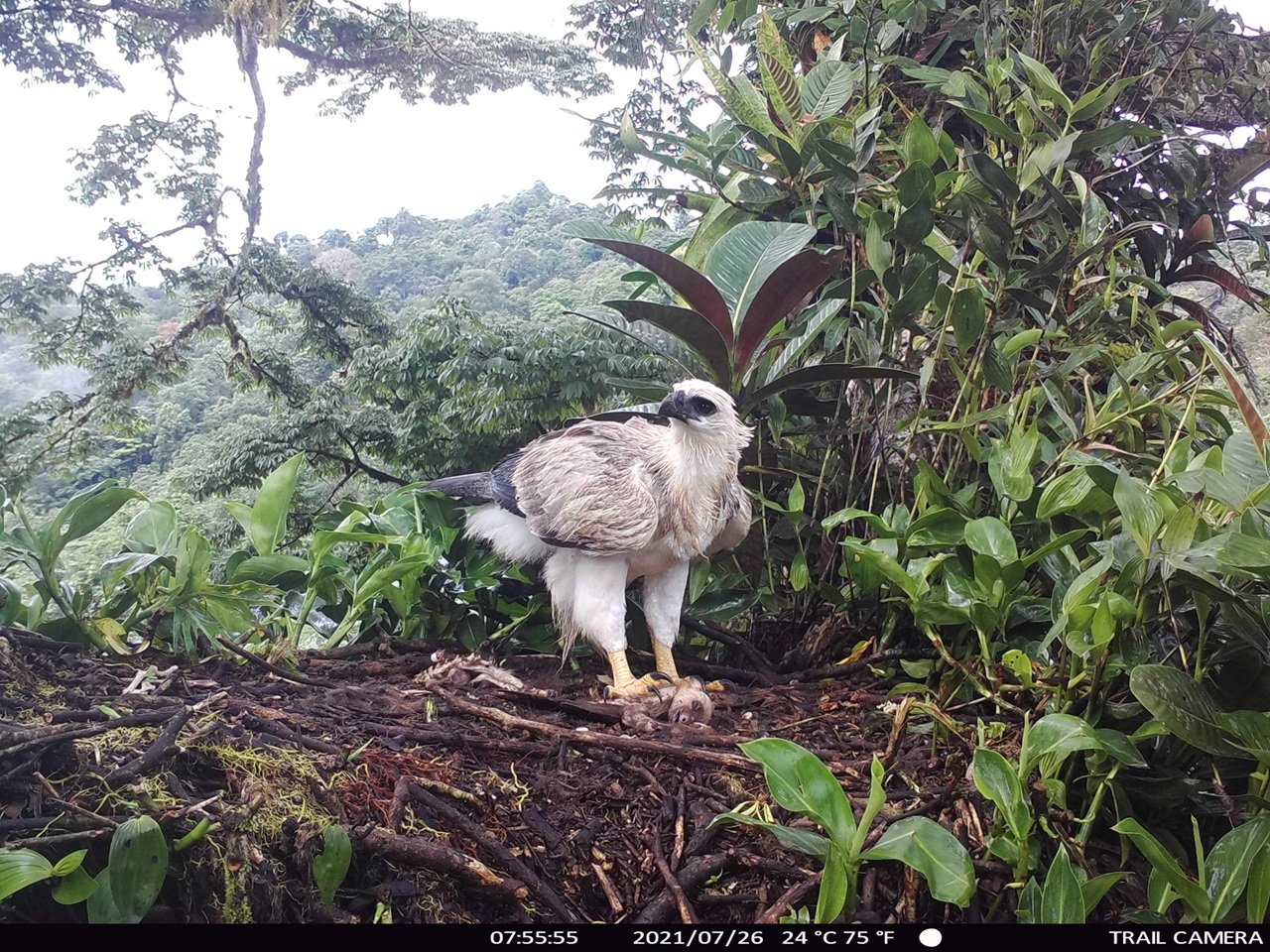 Hallazgo de águila crestada real impulsa nuevas acciones de conservación en el país