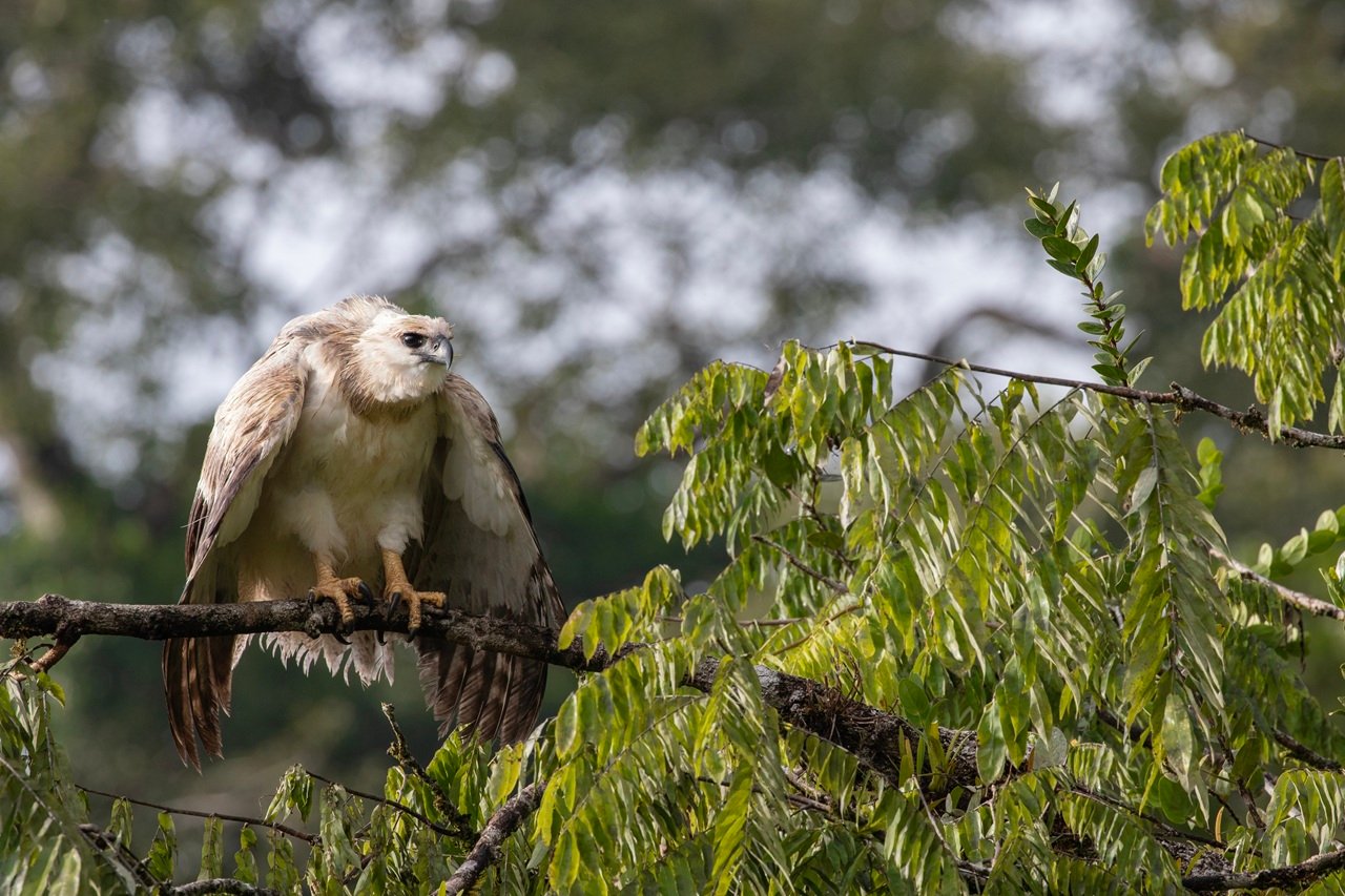 Hallazgo de águila crestada real impulsa nuevas acciones de conservación en el país