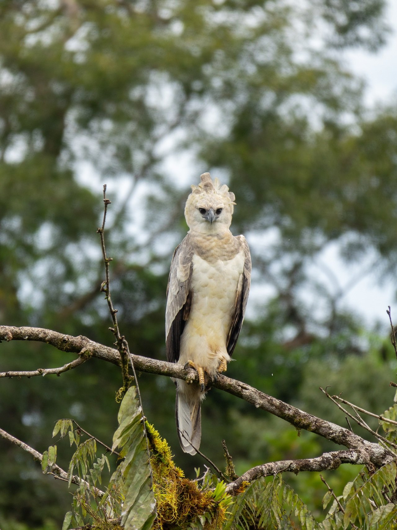 Hallazgo de águila crestada real impulsa nuevas acciones de conservación en el país