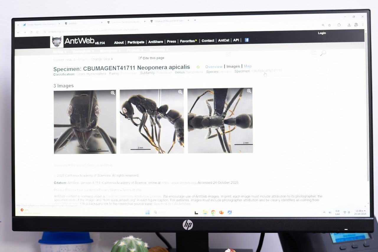 Unimagdalena se integra a Antweb: plataforma global de biodiversidad