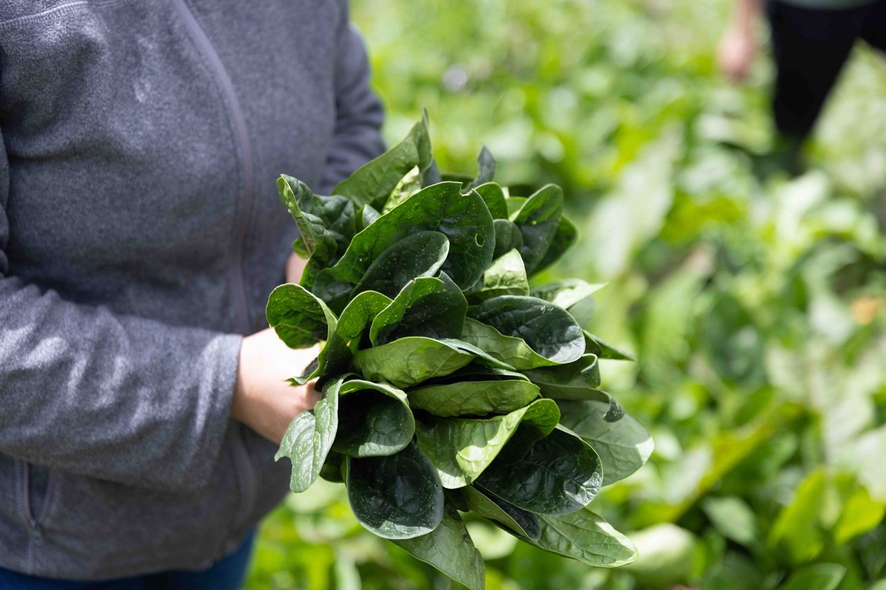 La agricultura sostenible mejora la seguridad alimentaria en el campo colombiano