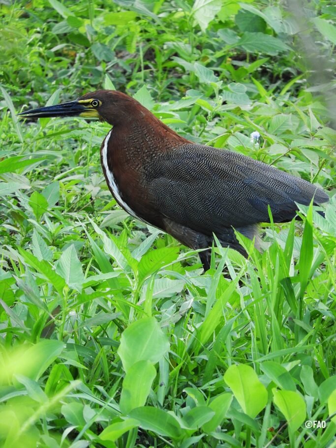 Concluye la COP16 con aprobación de recursos para cuidar la biodiversidad
