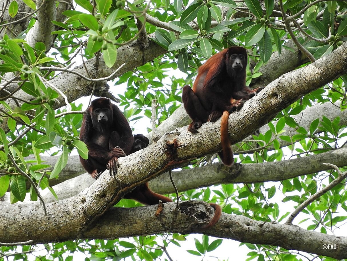 Concluye la COP16 con aprobación de recursos para cuidar la biodiversidad