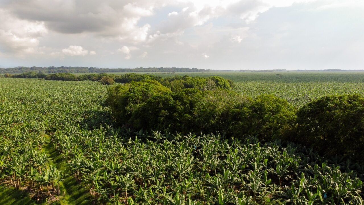 Sostenibilidad: prioridad para los productores bananeros