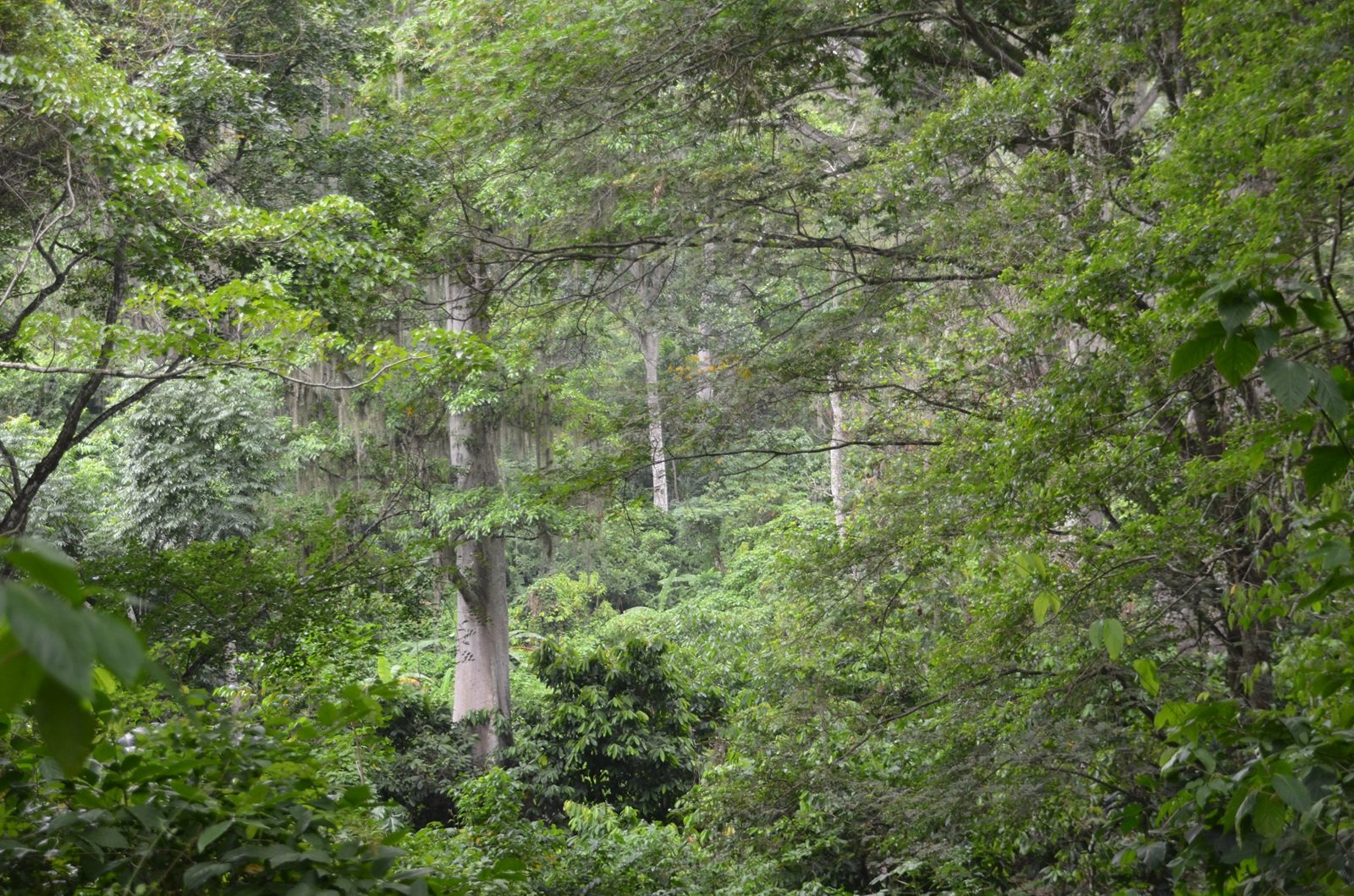 Entre la Sierra Nevada y el Perijá, el Cesar emerge como paraíso para las aves y el turismo de naturaleza