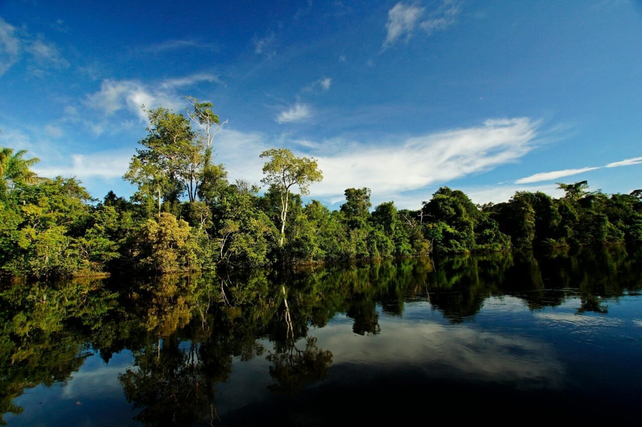 Colombia avanza en materia forestal sostenible
