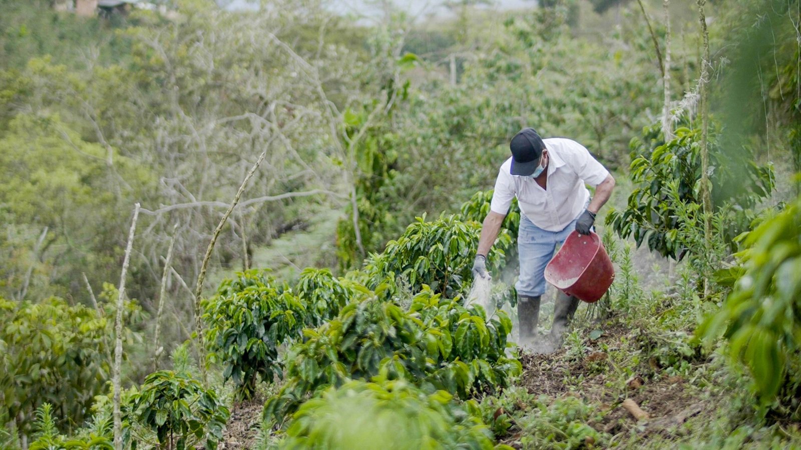 Diariamente, los colombianos se toman 20 millones de tazas de café de dos marcas icónicas