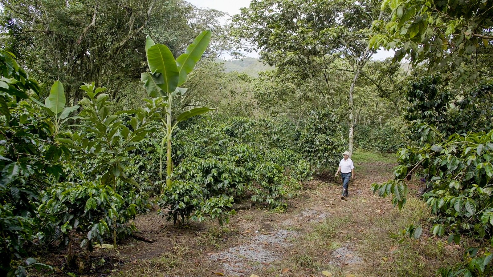 Diariamente, los colombianos se toman 20 millones de tazas de café de dos marcas icónicas