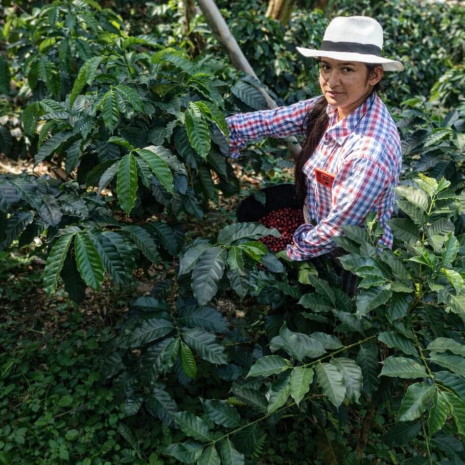Norte de Santander se proyecta al mundo con La Cuna del Café 2026