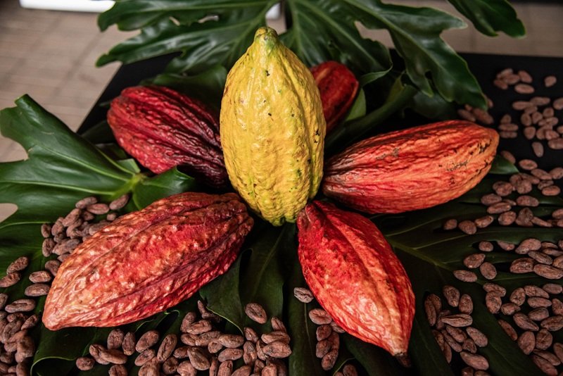Inició Chocoshow 2025: el poder y el sabor del cacao y el chocolate