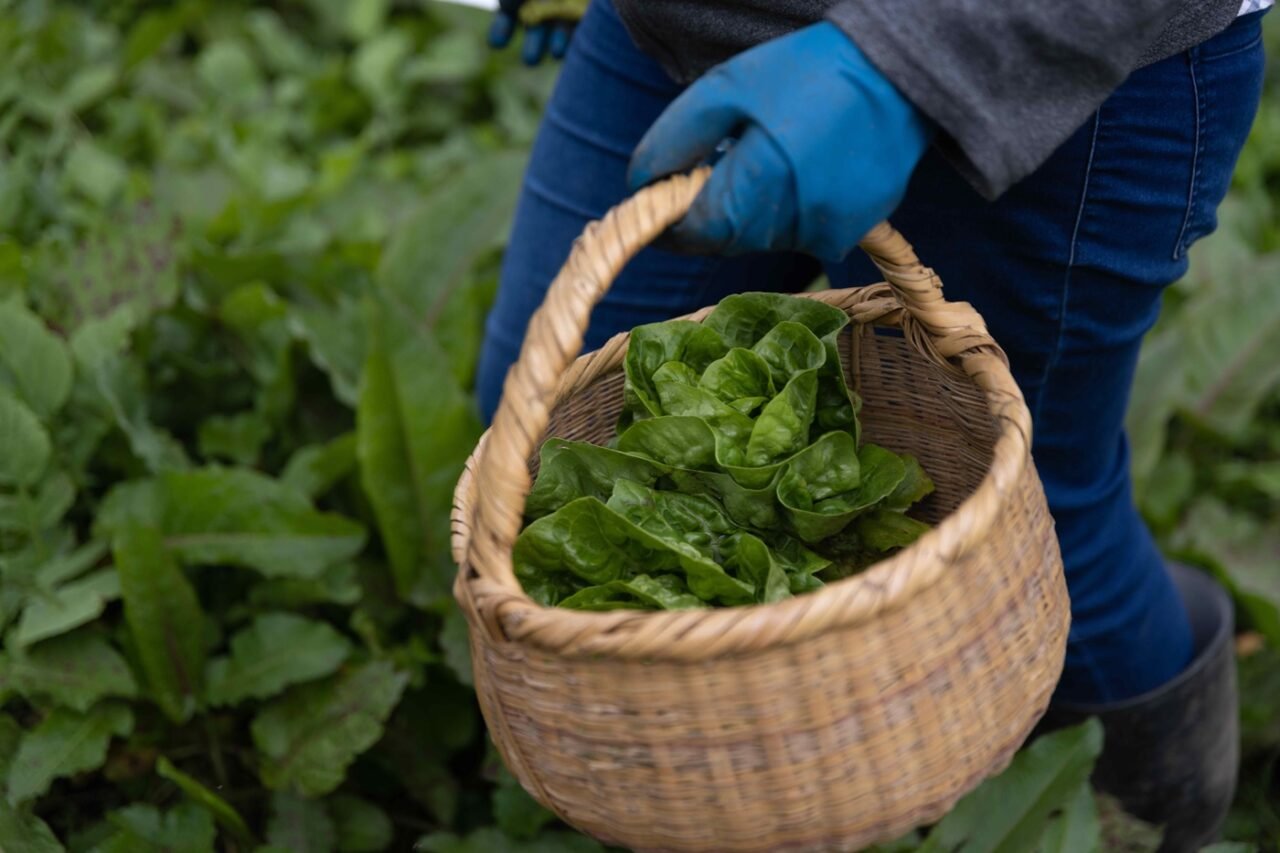 Agroecología: clave para garantizar el acceso a alimentos en La Guajira