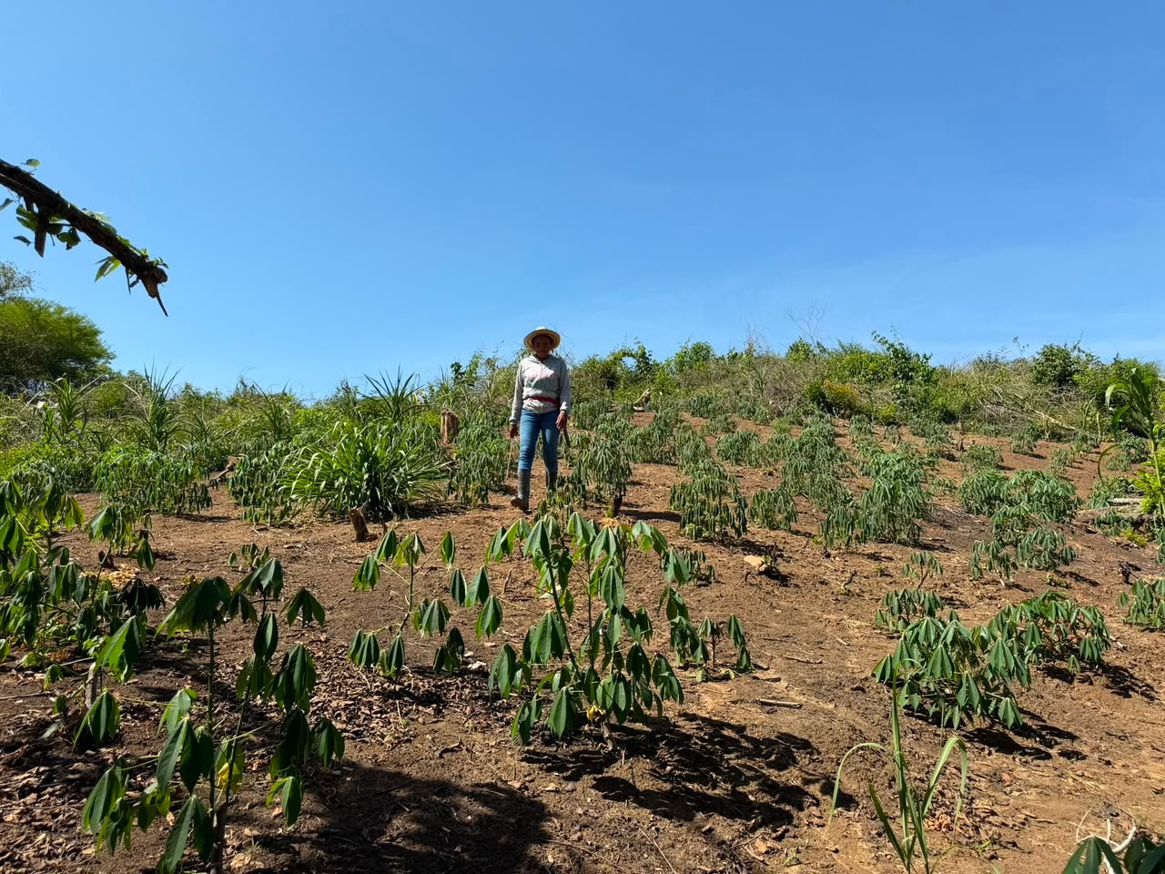 La segunda oportunidad de una mujer en el campo magdalenense