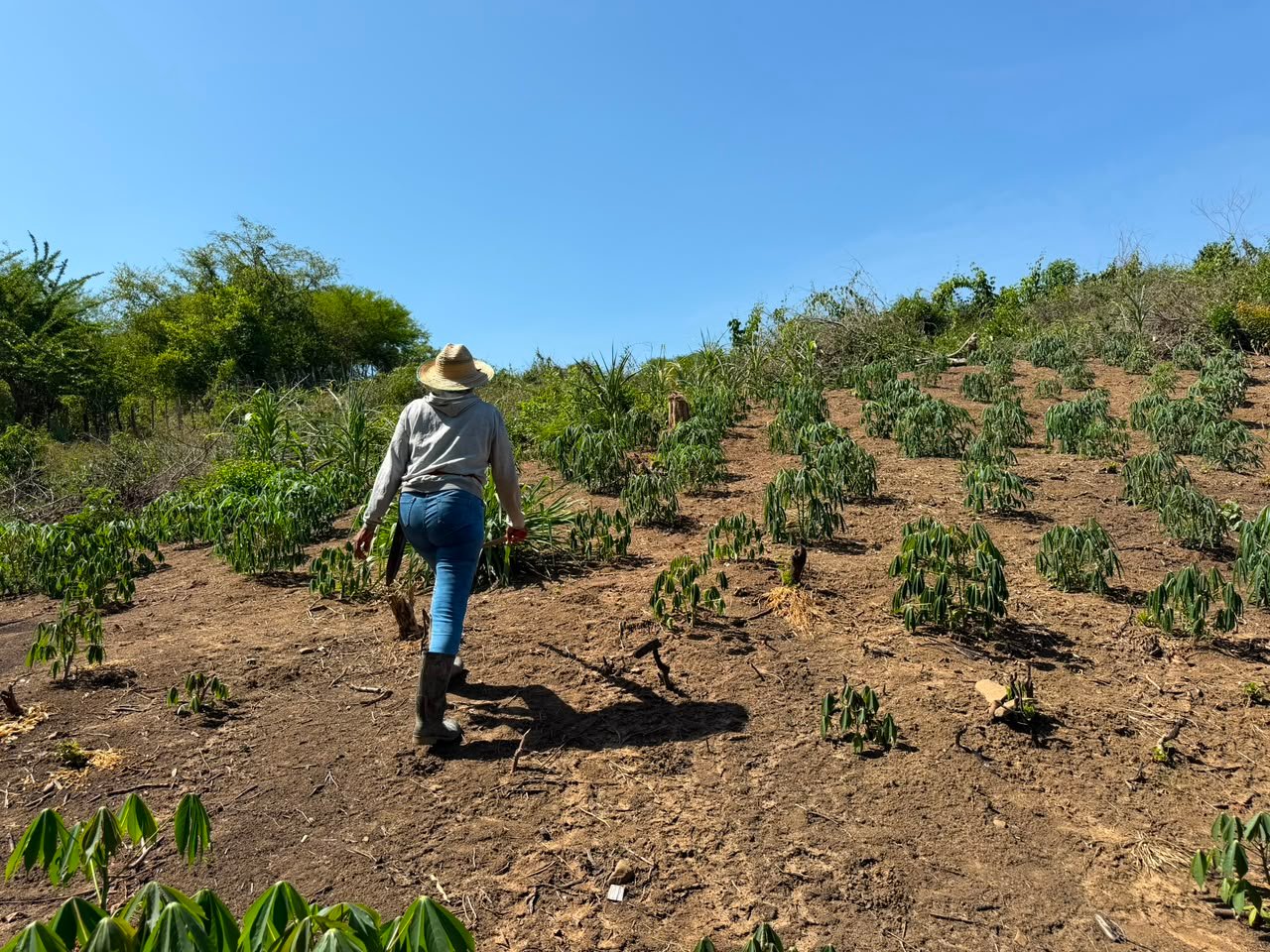 La segunda oportunidad de una mujer en el campo magdalenense
