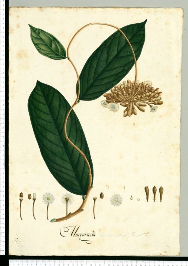 La Expedición Botánica: una empresa titánica
