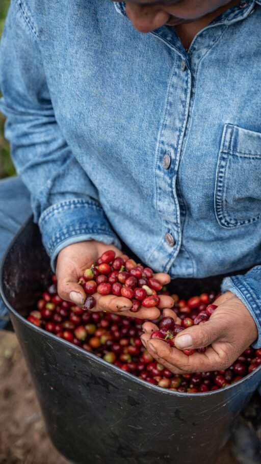 American Eagle rinde homenaje a los caficultores del país con la 10ª edición de su campaña ‘Dona tu jean
