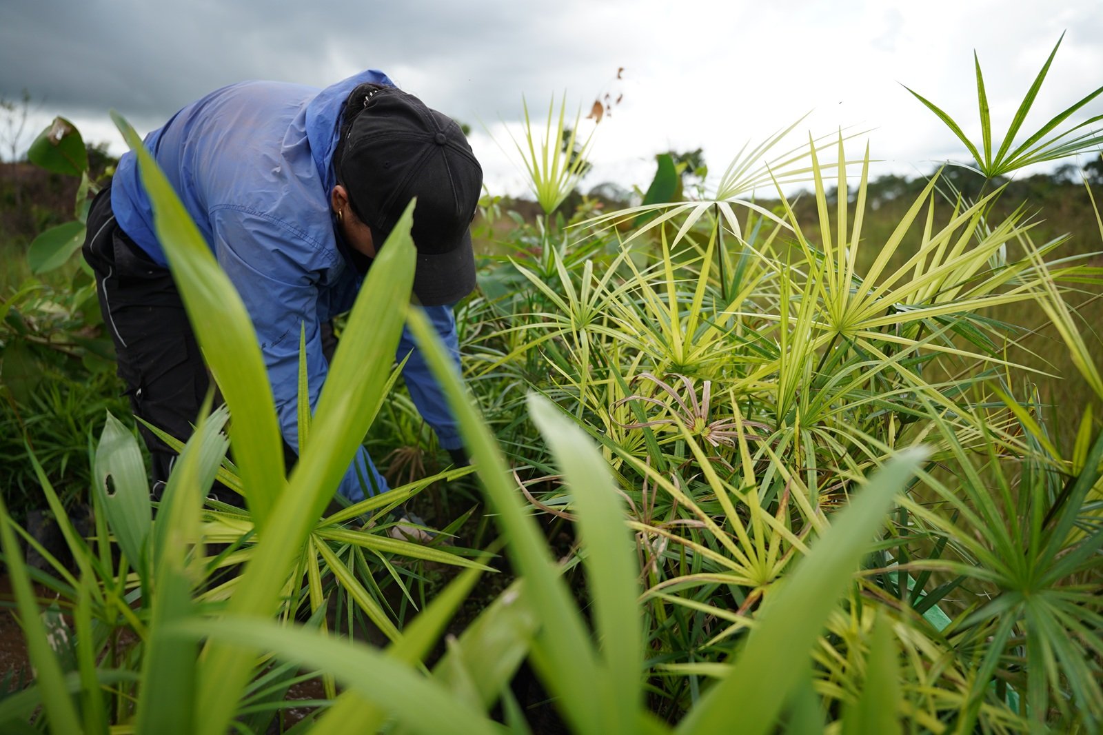 Iniciativa ambiental protege más de 21.000 hectáreas y suma 6.000 árboles sembrados 