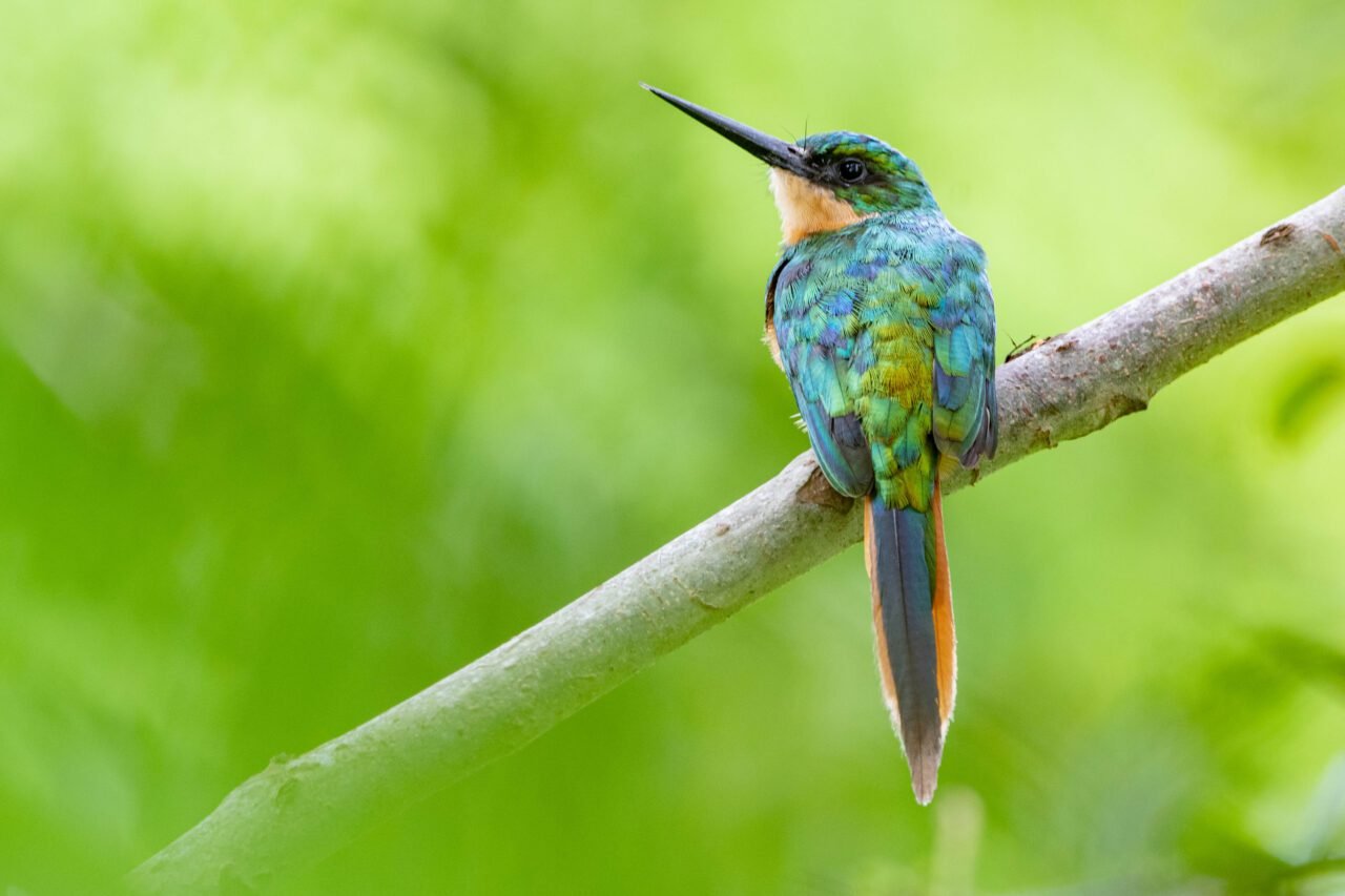 Córdoba, destino imperdible para los amantes de las aves