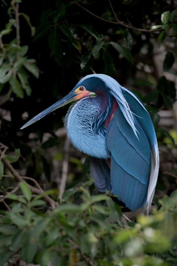 Córdoba, destino imperdible para los amantes de las aves