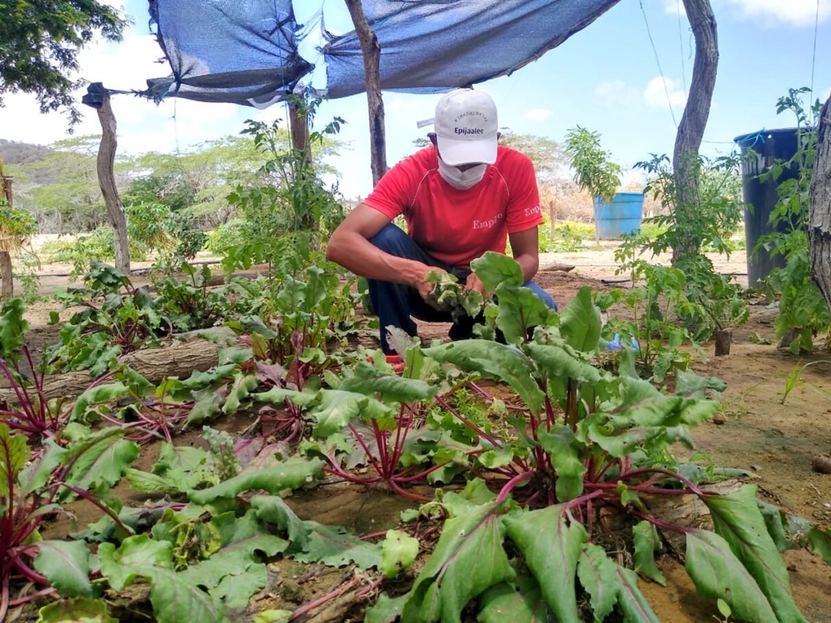 Agroecología: clave para garantizar el acceso a alimentos en La Guajira