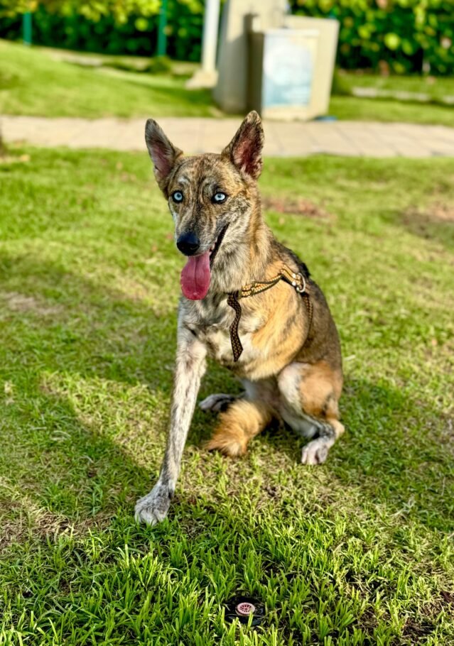 “Si pudiera hablar, te diría gracias”: iniciativa de Katia Nule para mejorar calidad de vida animal en Barranquilla