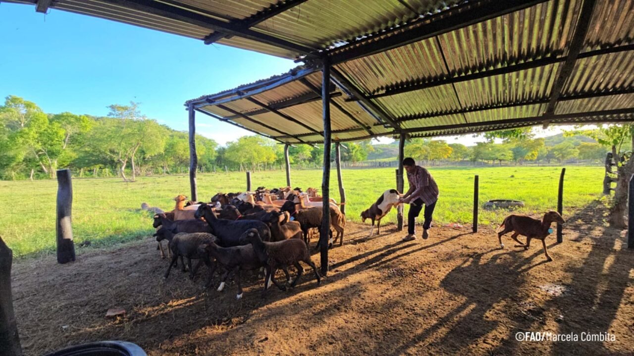 Zambrano, Bolívar, le apuesta a la paz desde el campo