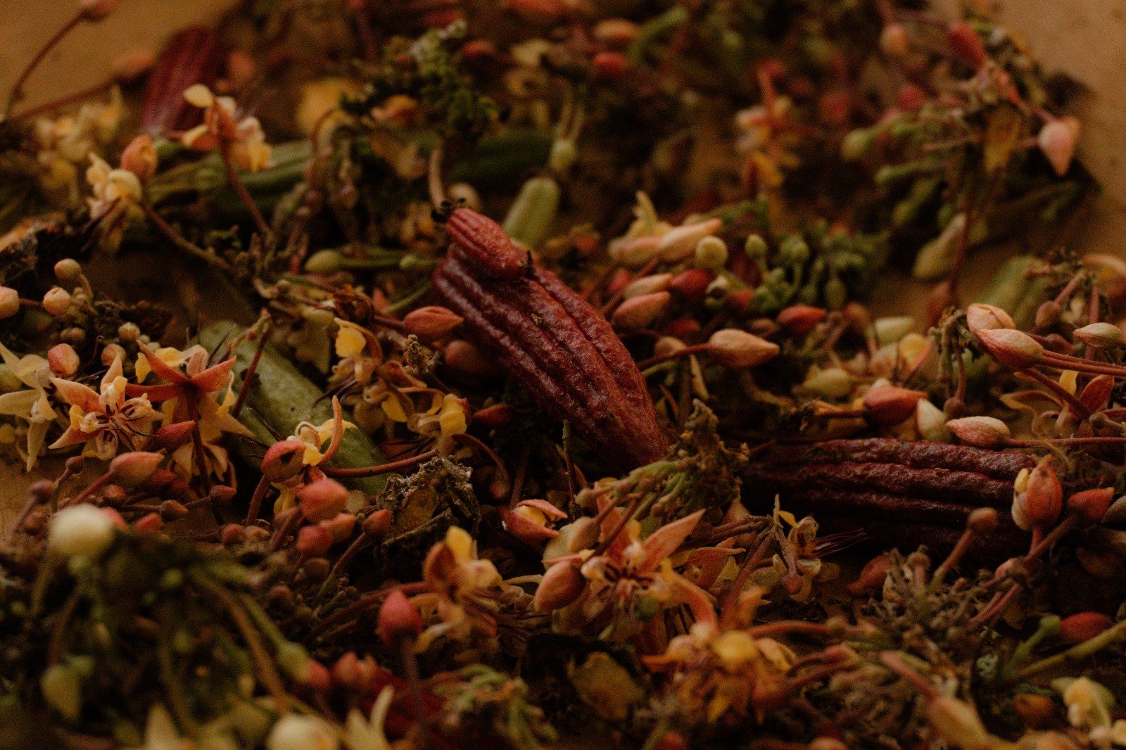 El cacao colombiano, protagonista en la Isla de Barú, frente al mar caribe: gastronomía y sentimiento