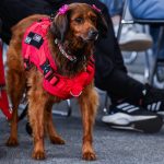 El papel de los perros en las nuevas rutinas frente al síndrome del nido vacío