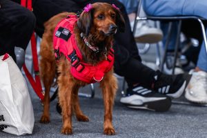 El papel de los perros en las nuevas rutinas frente al síndrome del nido vacío