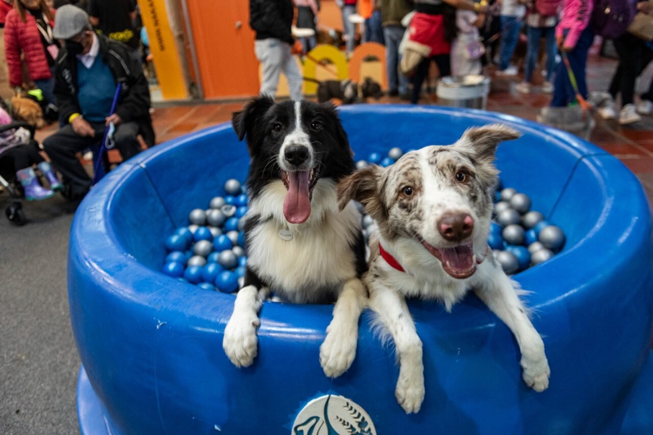 Fixit aterriza en Expopet 2025 con una misión galáctica de bienestar animal