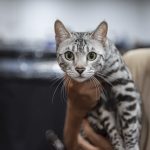 Expopet y la Alcaldía de Bogotá reunirán ayudas para los animales víctimas del terremoto