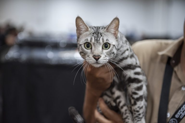Expopet y la Alcaldía de Bogotá reunirán ayudas para los animales víctimas del terremoto
