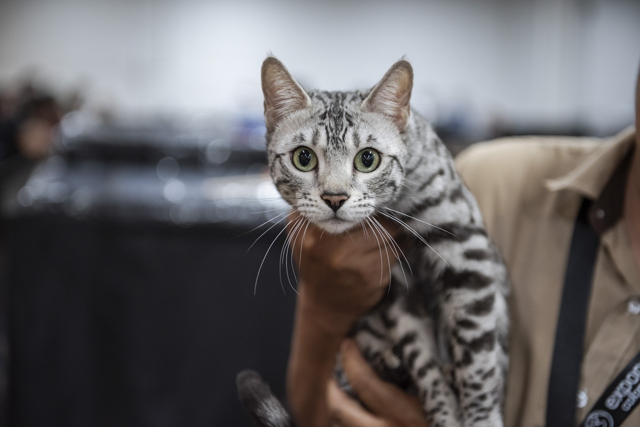 Expopet y la Alcaldía de Bogotá reunirán ayudas para los animales víctimas del terremoto