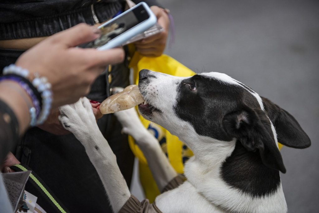 Expopet y la Alcaldía de Bogotá reunirán ayudas para los animales víctimas del terremoto