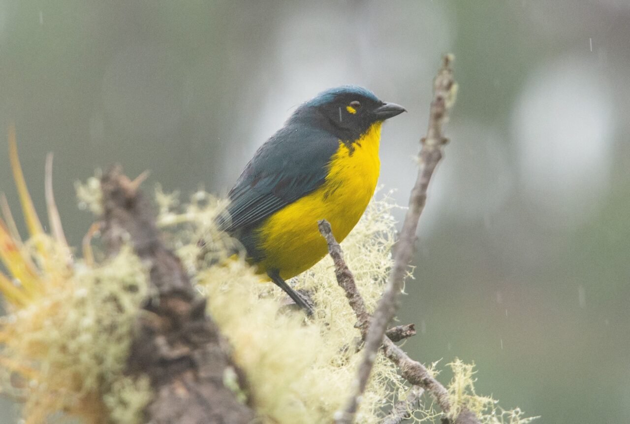 Unimagdalena aporta al monitoreo mundial de aves con registros claves desde la Sierra Nevada
