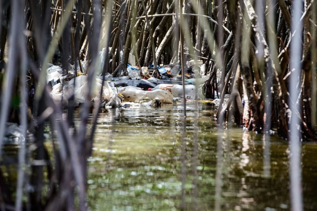 Día mundial de los humedales: un urgente llamado a su protección