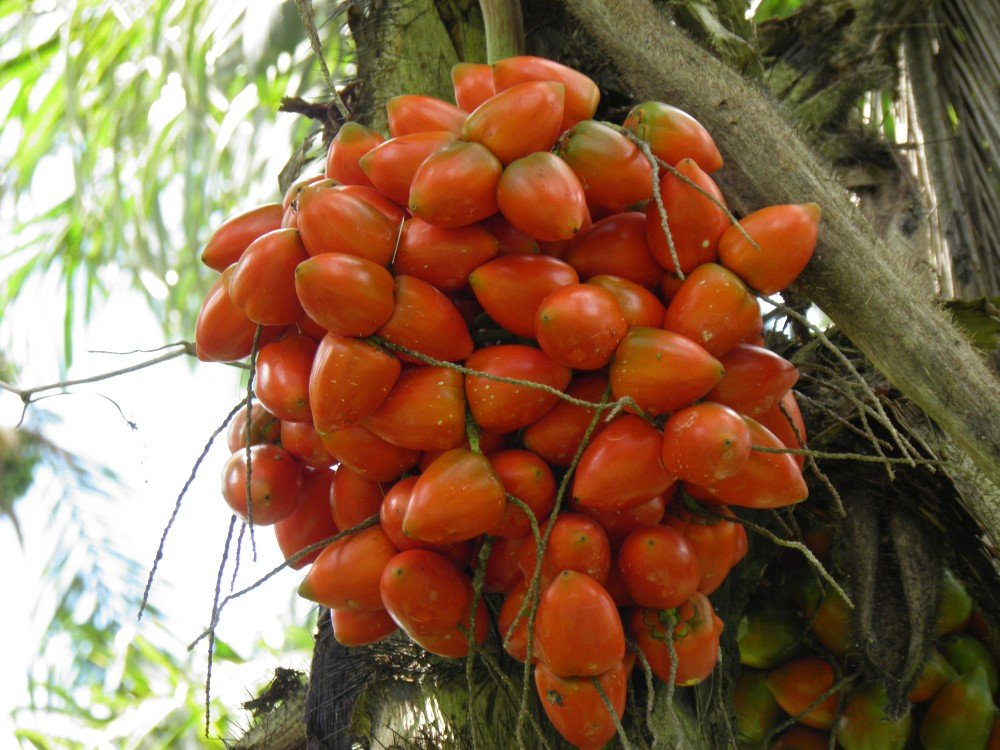 Guaviare, pionero en bioeconomía con meta de deforestación cero a 2036