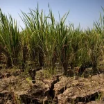 Un fuerte fenómeno de El Niño llevaría a 49 millones de personas al hambre aguda, según el PMA