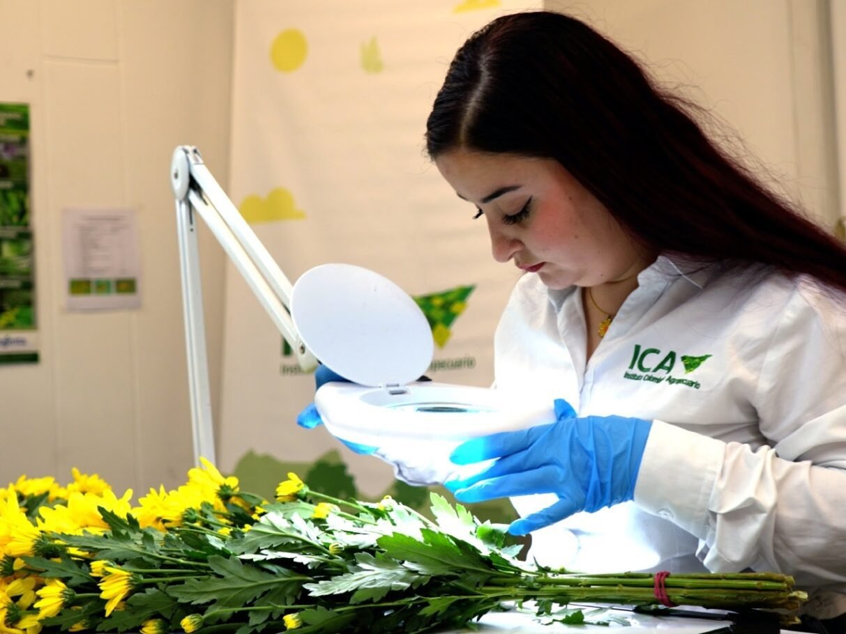 Colombia triplicó la exportación de flores a diferentes países por el día de la madre