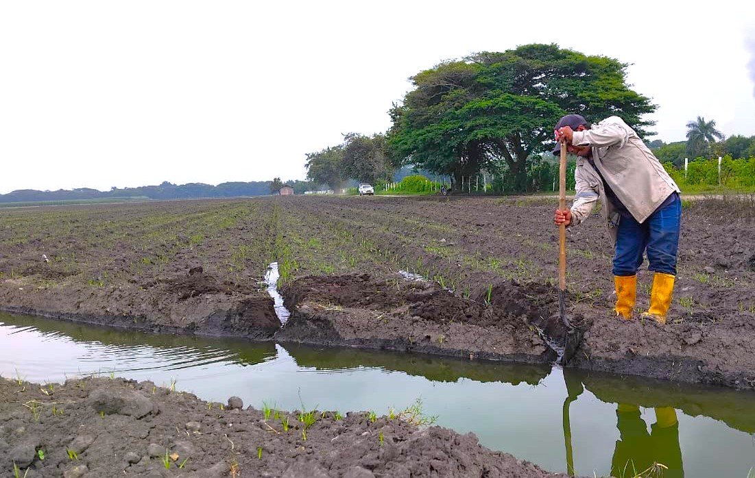 Innovación en el campo: estas son algunas de las tecnologías que lideran el futuro del agro colombiano