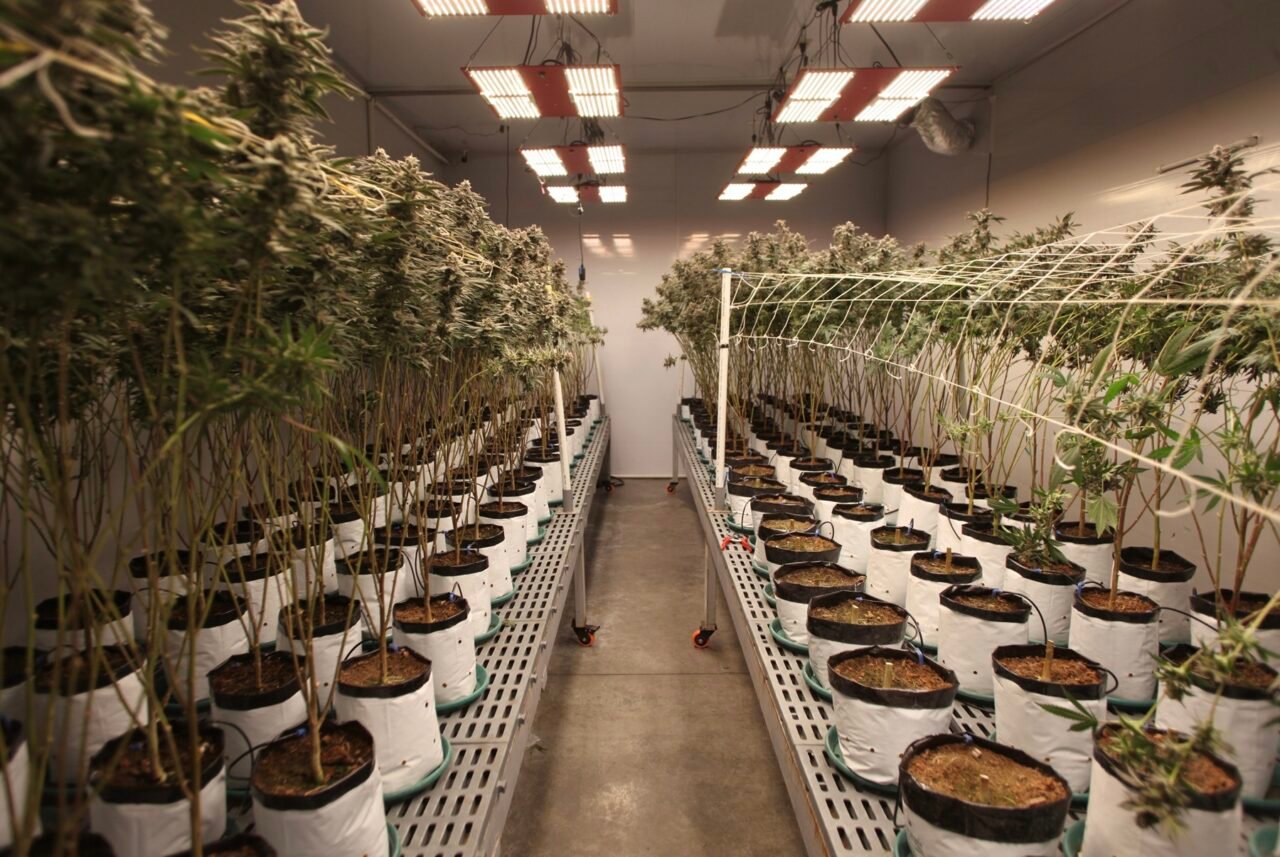 Colombia avanza en uso regulado de cannabis medicinal