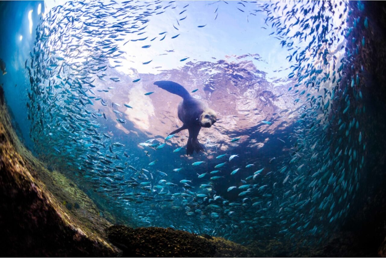 Un gigante de las profundidades visita Los Cabos y revela los secretos del Mar de Cortés