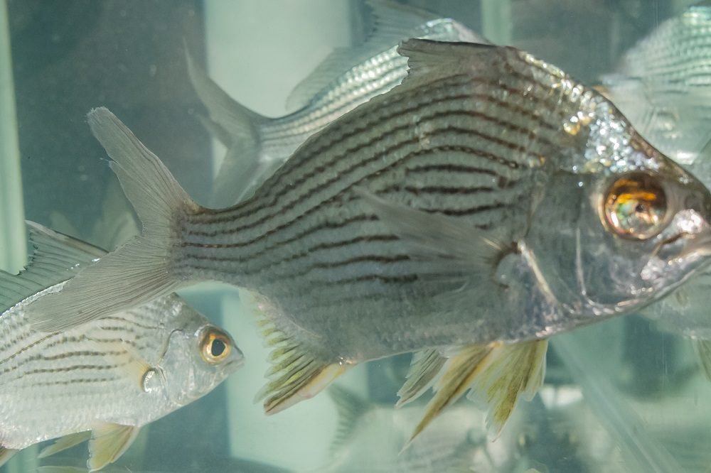 Logran reproducir en laboratorio universitario la mojarra rayada