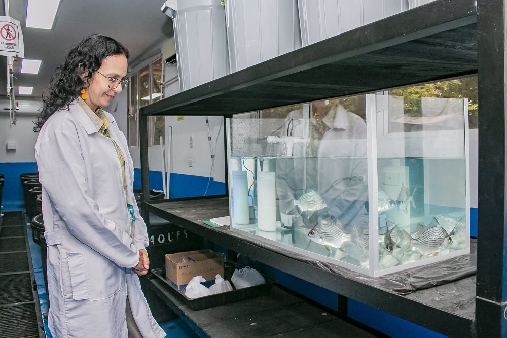 Logran reproducir en laboratorio universitario la mojarra rayada