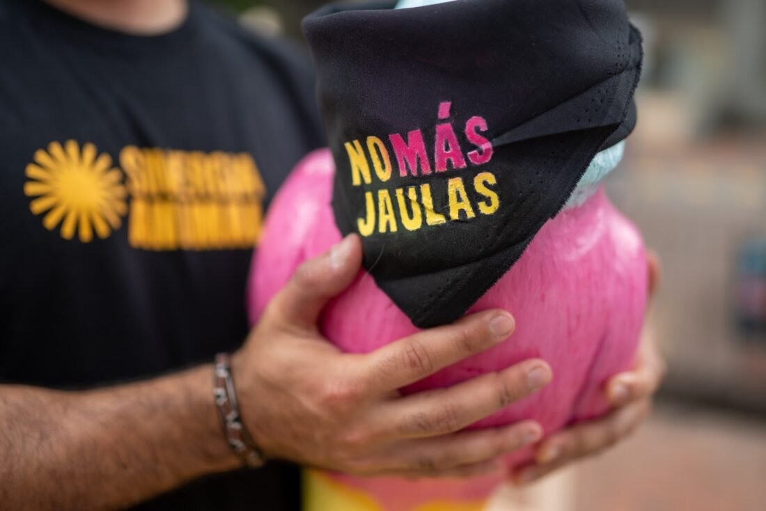 Grandes marcas de restaurantes en el ojo público por incumplir compromisos de protección animal