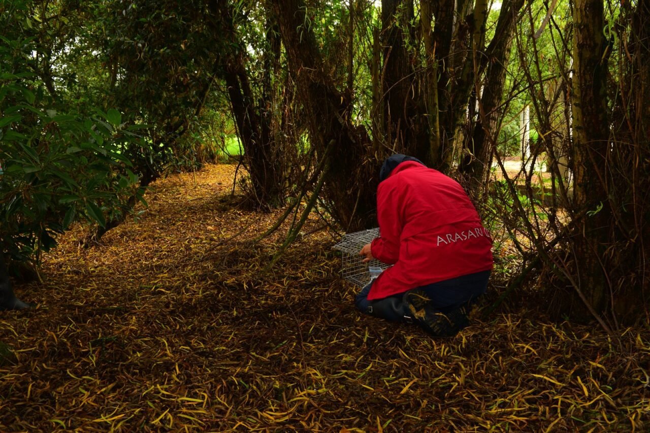 Protegidas más de 60 especies silvestres en la Sabana de Bogotá, por modelo de conservación en obras urbanas